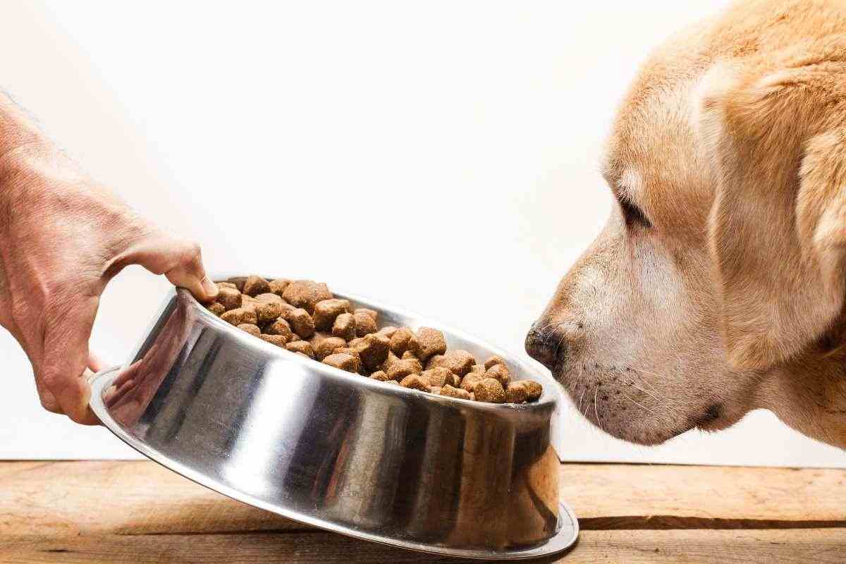 Cibi tossici cani: 4 alimenti evitare